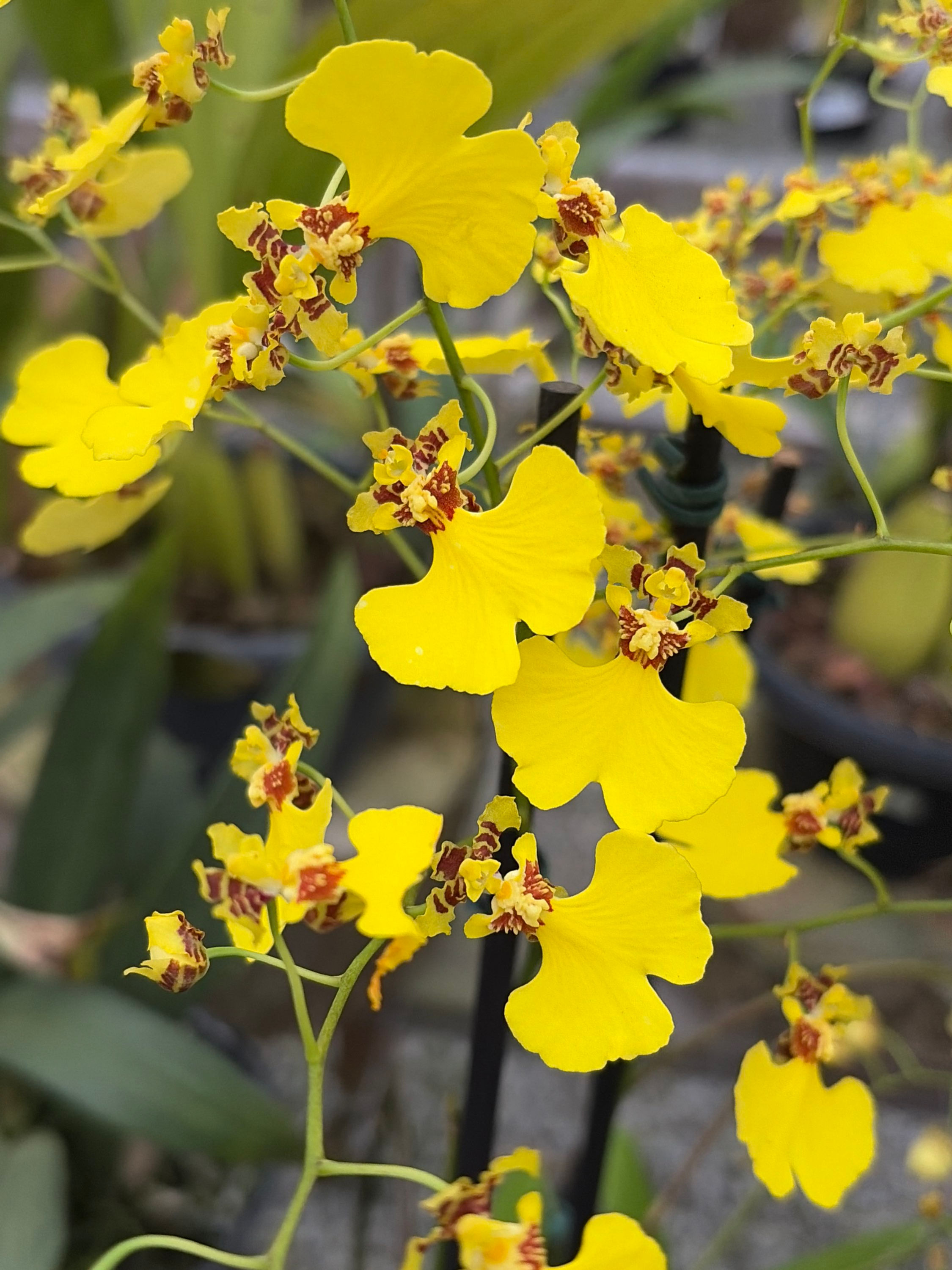 Oncidium Flexuosum