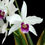 Miniatura: Laelia Purpurata Roxo Bispo