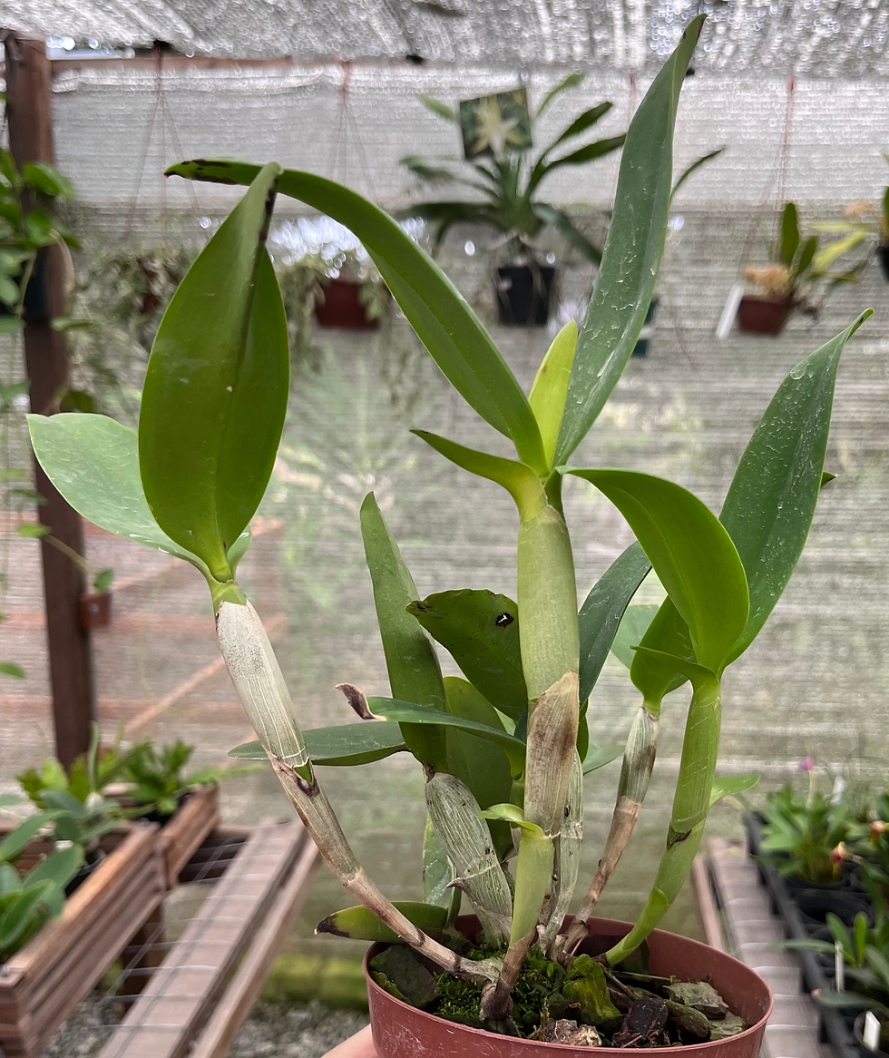 Miniatura: C. Aurantiaca x Epic. Volcano Trick - vaso G