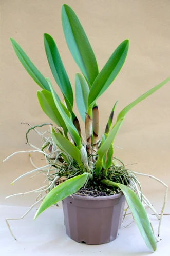 RLC Hall of Fame | orquideasdosfrades