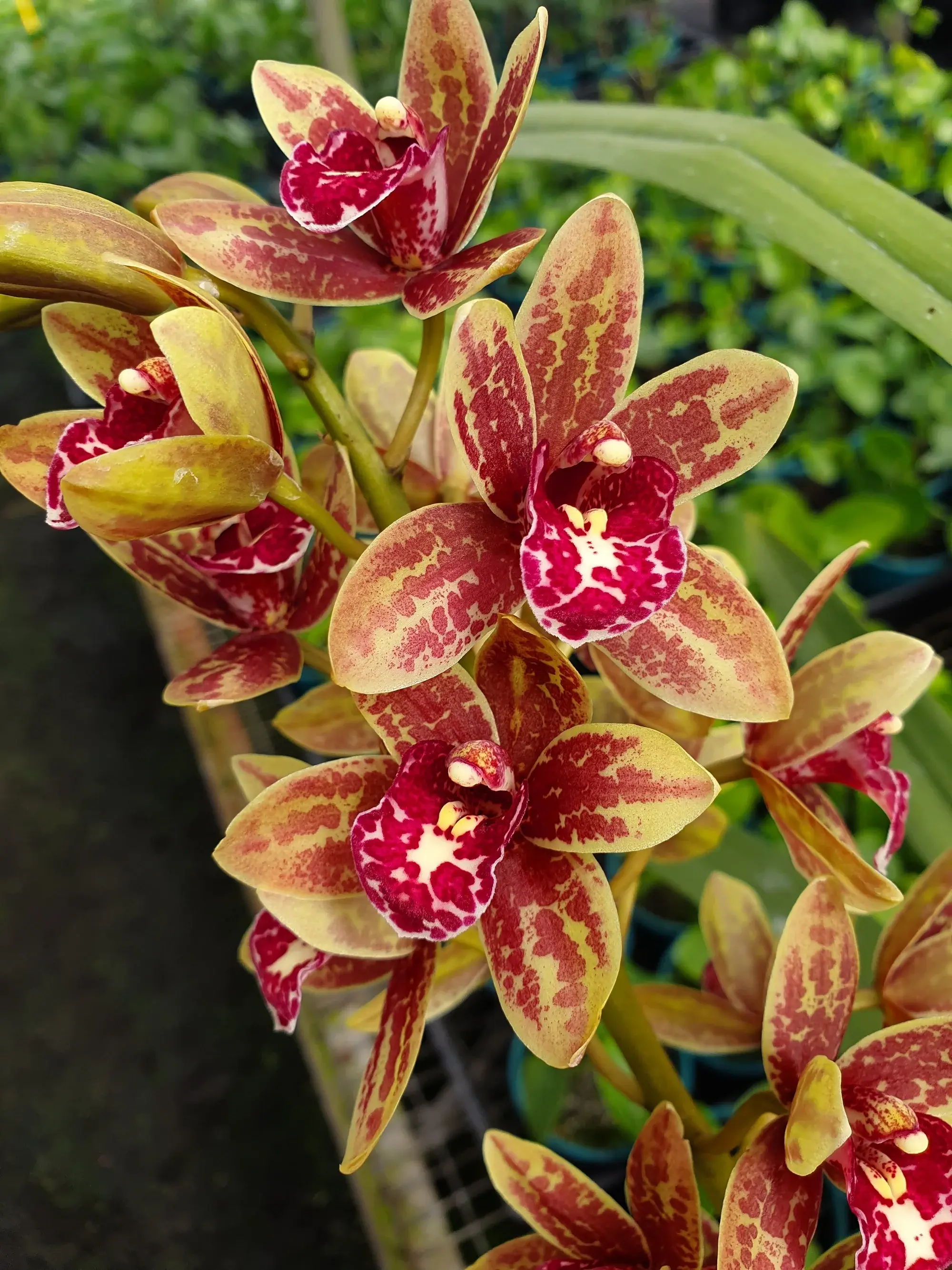 Cymbidium Spark Sprite Sylvia - jovem