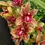 Miniatura: Cymbidium Spark Sprite Sylvia - jovem