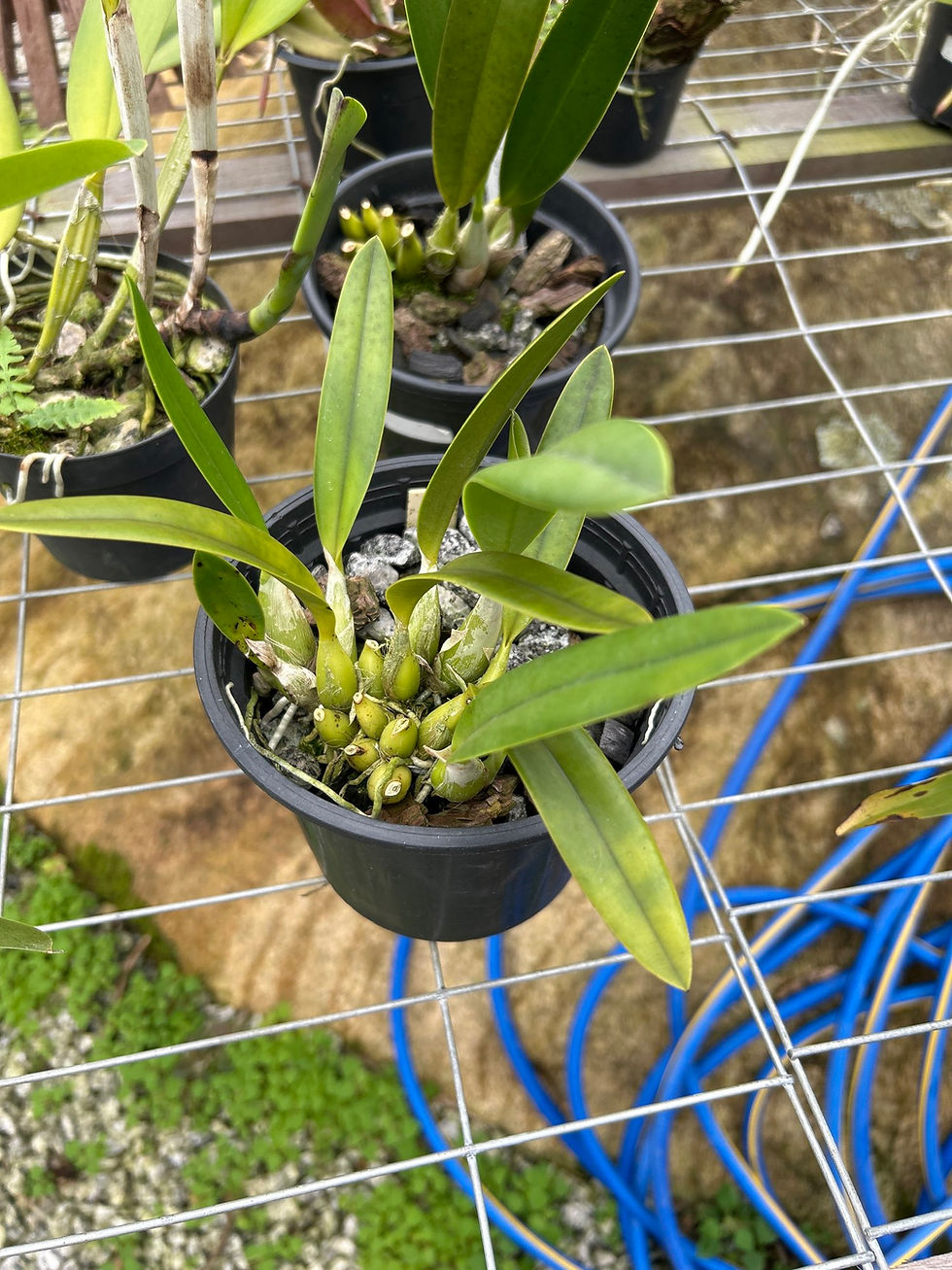 Miniatura: Laelia crispilabia coerulea x anceps