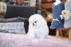 Pomeranian
