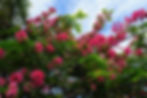 Pink Cassia