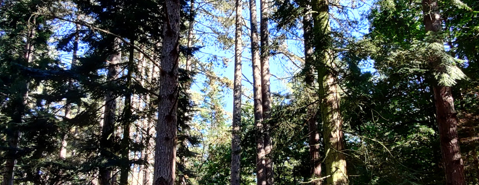 Michelle Young Author at Black Park