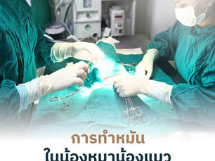 ทำหมันน้องหมาน้องแมว ช่วยลดความเสี่ยงโรคอะไรได้บ้าง และควรทำตอนอายุเท่าไร