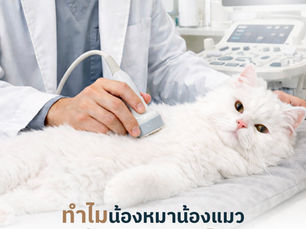 ทำไมน้องหมาน้องแมว จึงควรอัลตราซาวนด์ช่องท้อง
