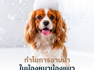 การอาบน้ำในน้องหมาน้องแมว ไม่ได้มีแค่เรื่องความสวยงาม แต่ช่วยดูสุขภาพน้องได้ด้วย