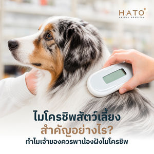 Pet Microchipping: Why Is It Important?