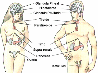 Realiza un resumen y copia las principales glándulas que componen el sistema endocrino