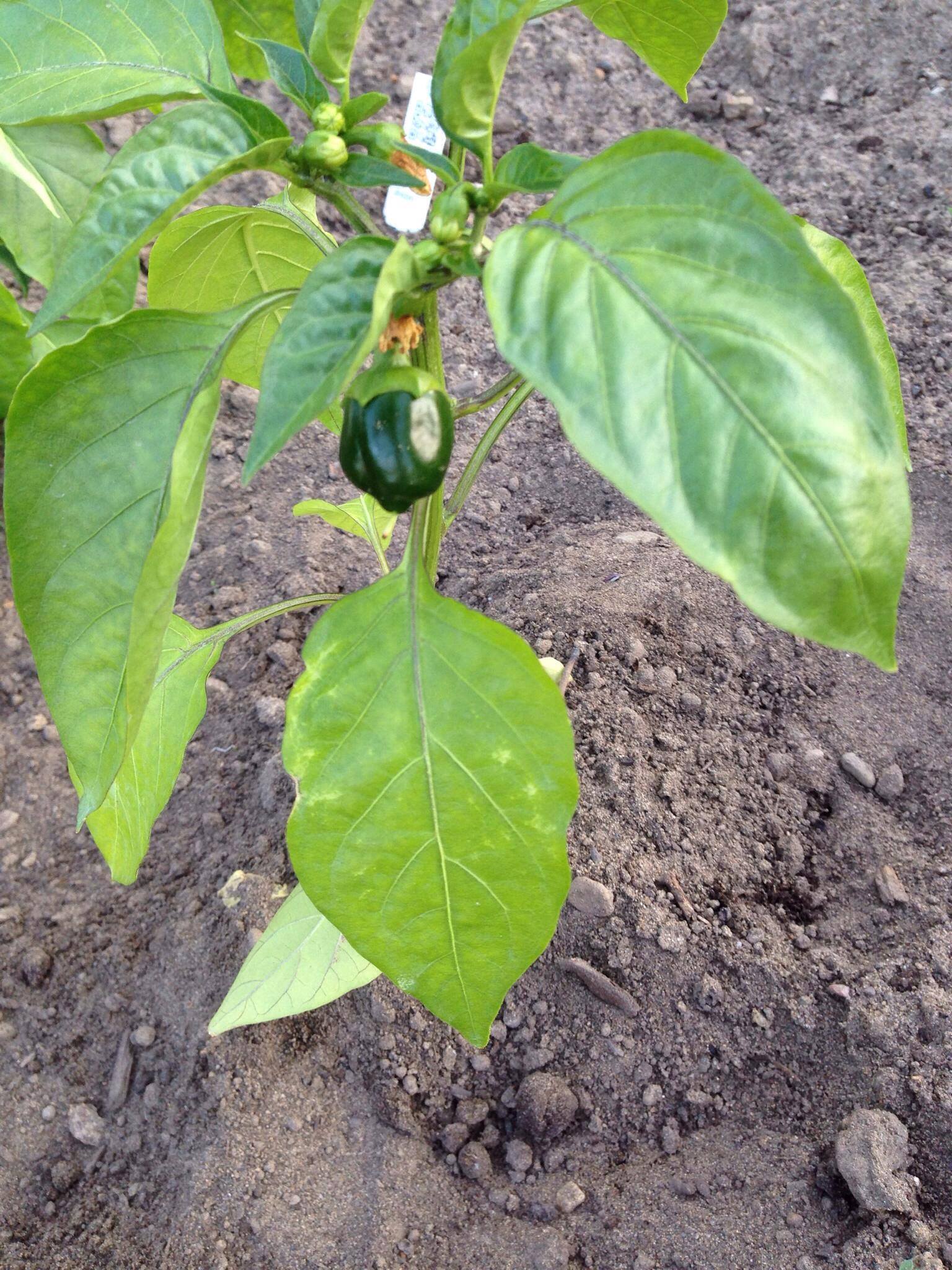 Jardin Communautaire 2016
