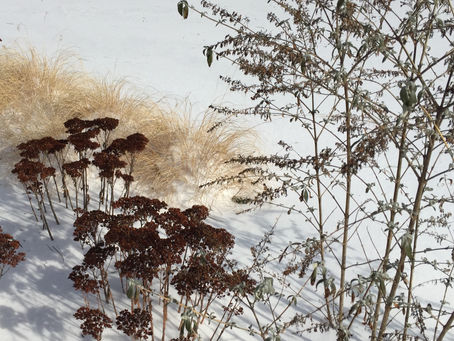 The Winter Garden
