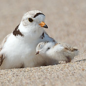 Piping Plover male and one-day-old chick copyright Kim Smith - 1 of 1 (1).jpeg