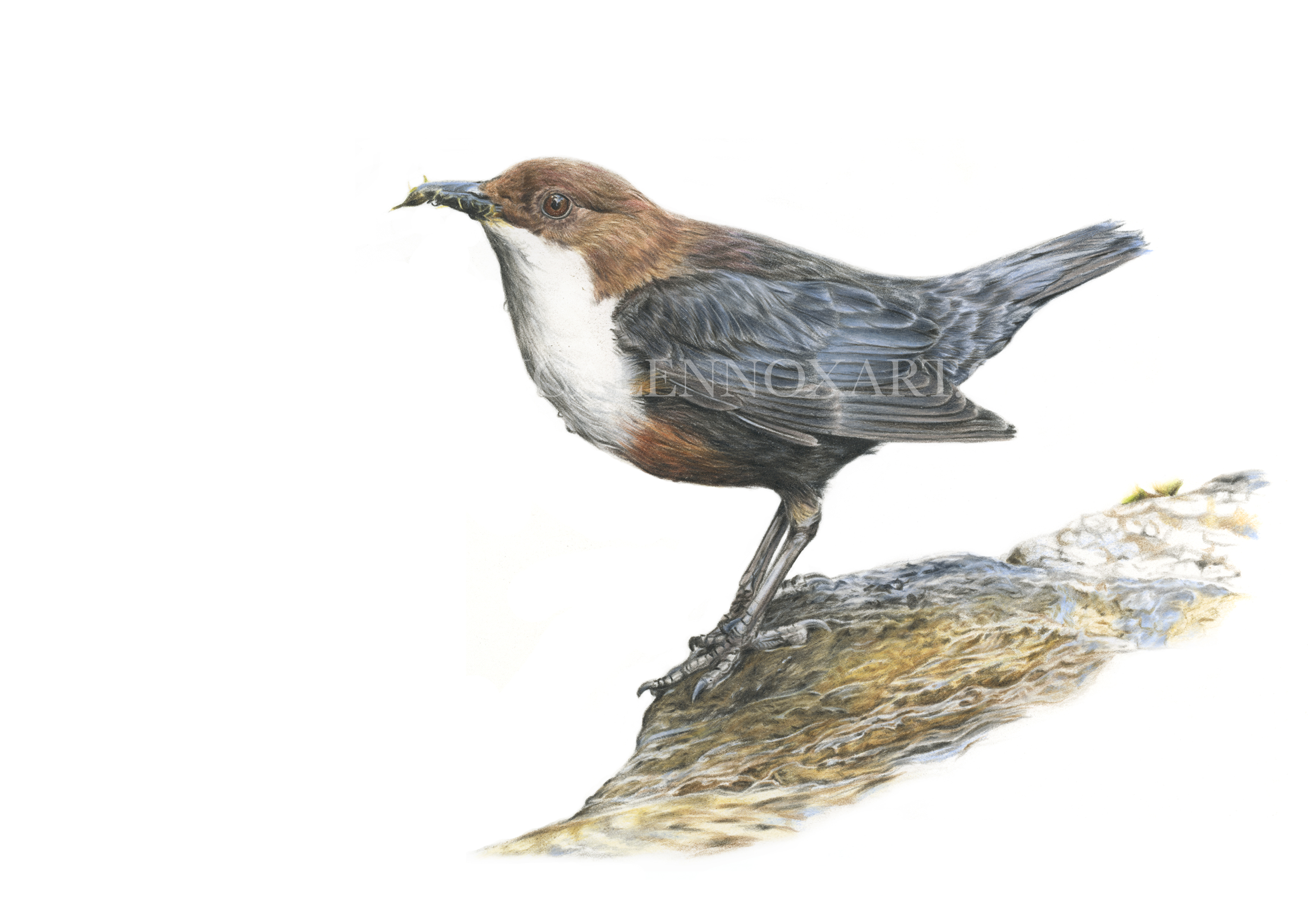 Dipper Study £1600