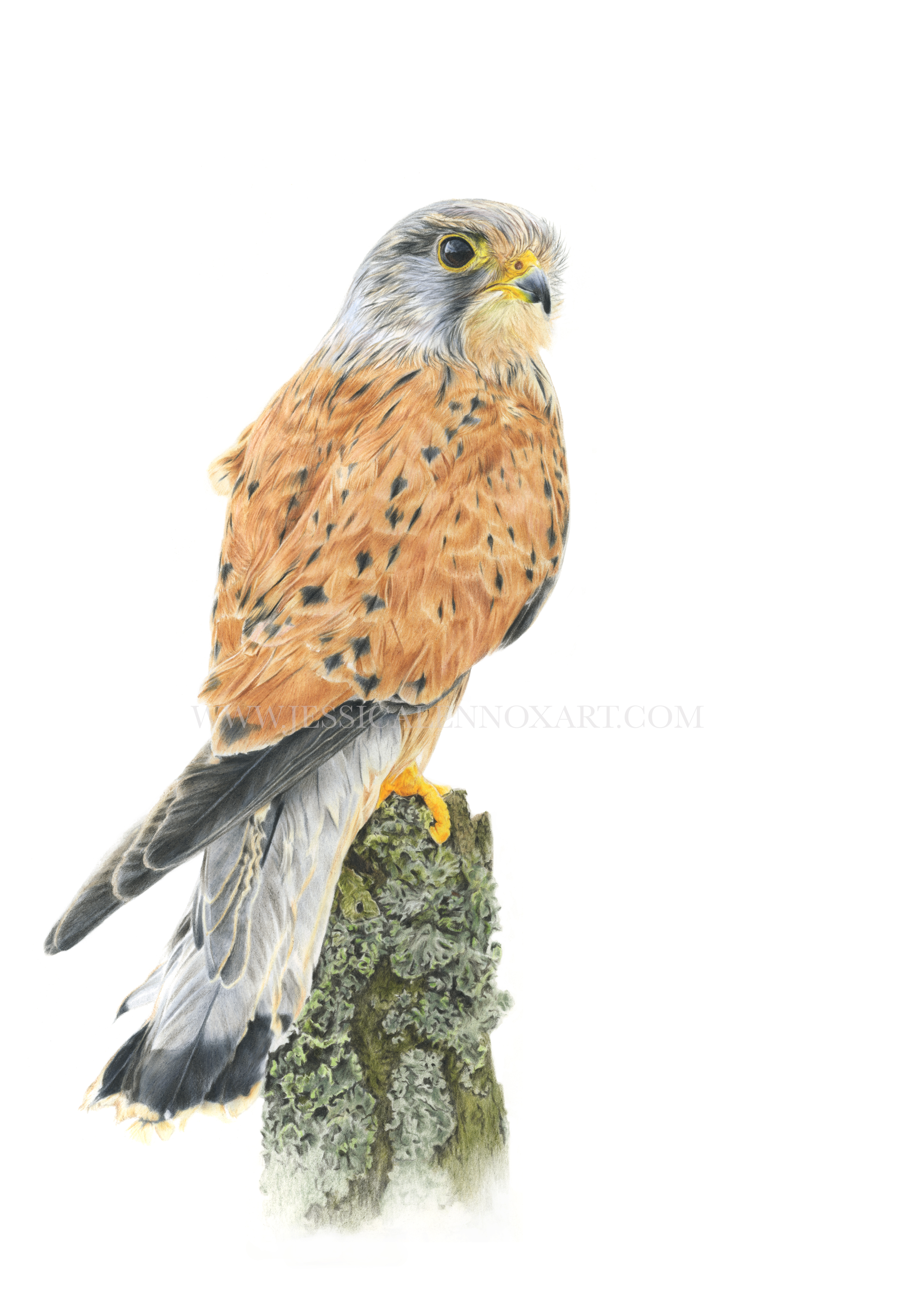 SOLD Kestrel Study