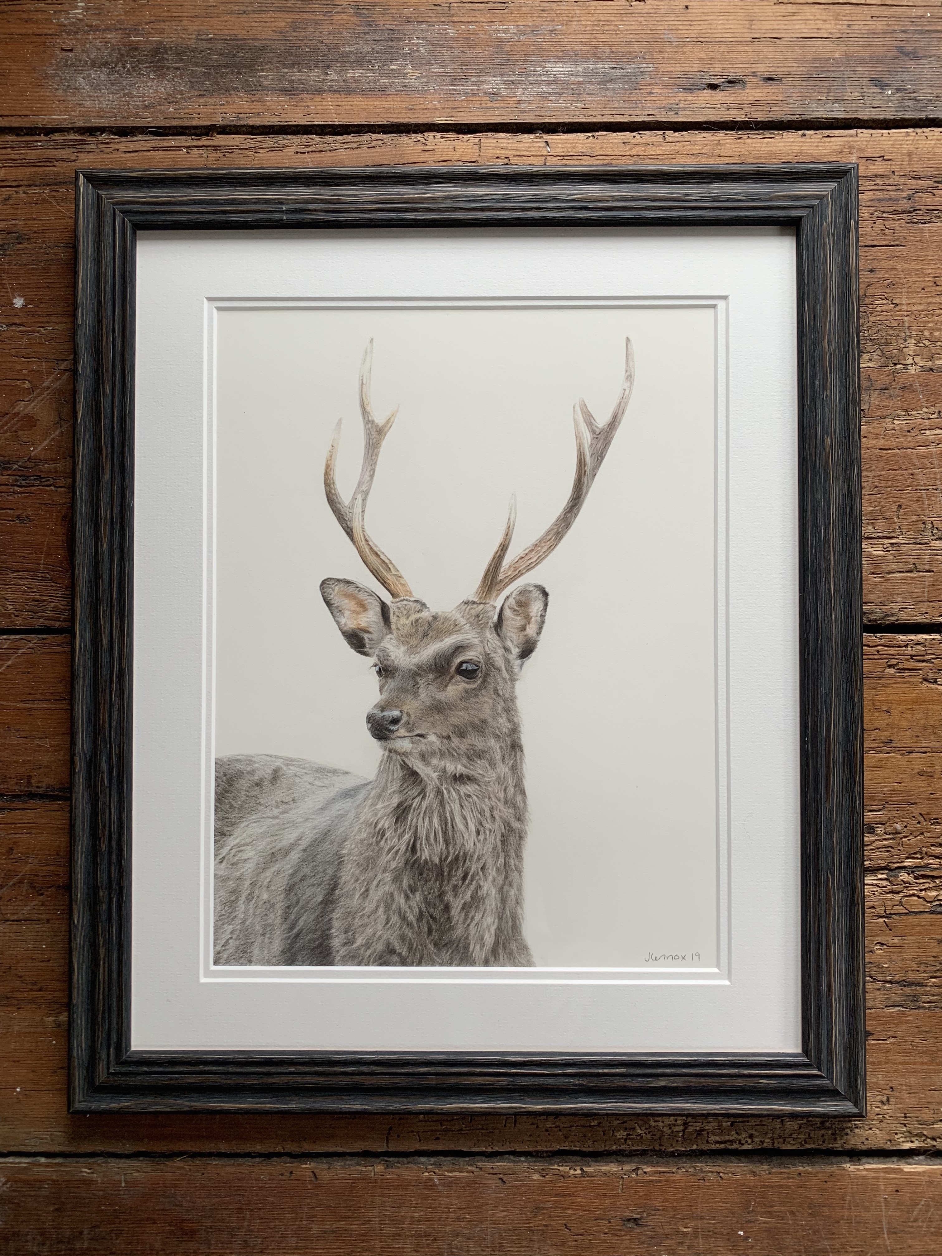 SOLD Sika Deer
