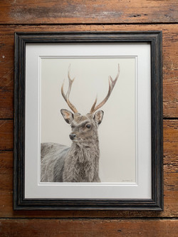 SOLD Sika Deer
