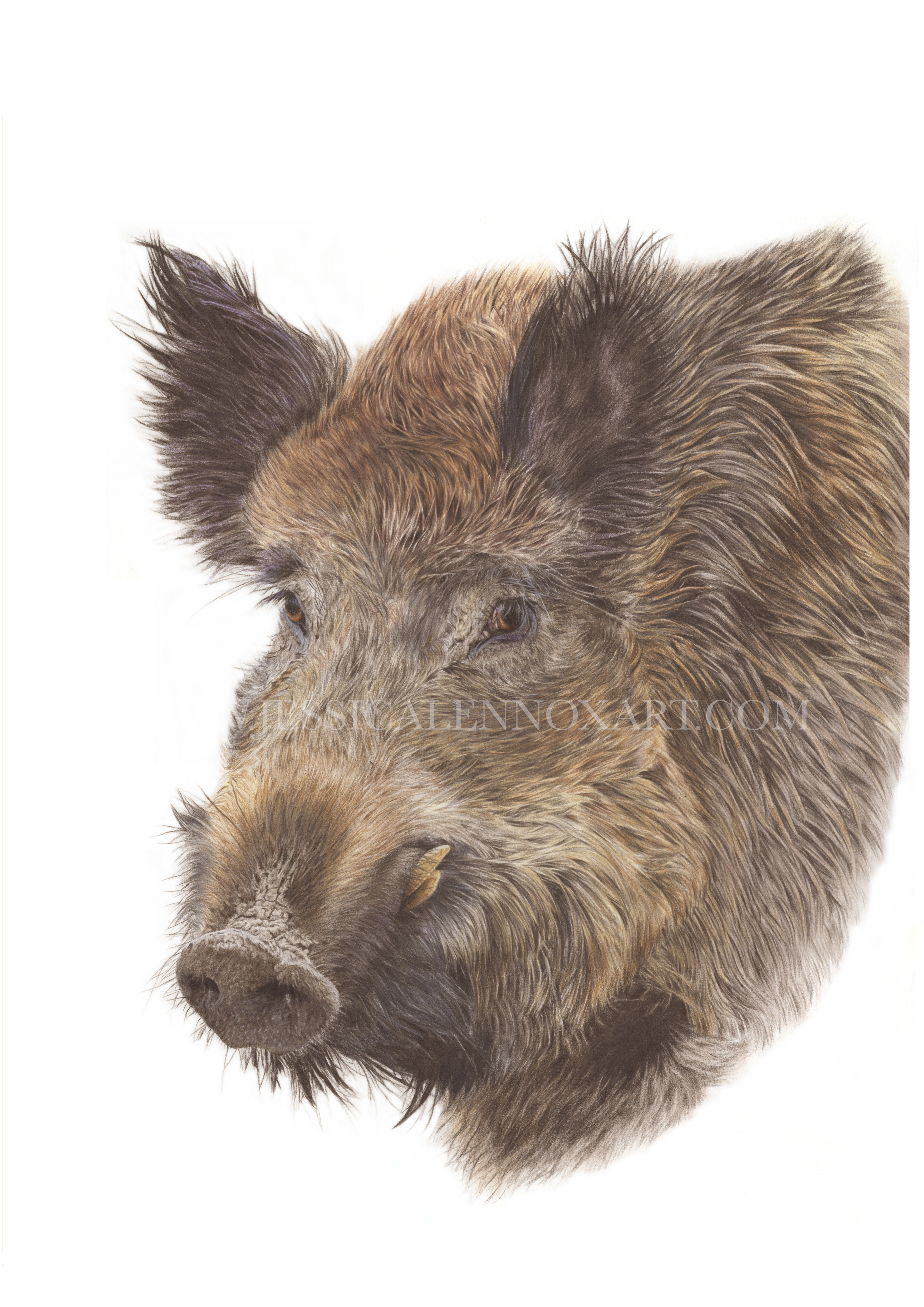 SOLD Wild Boar