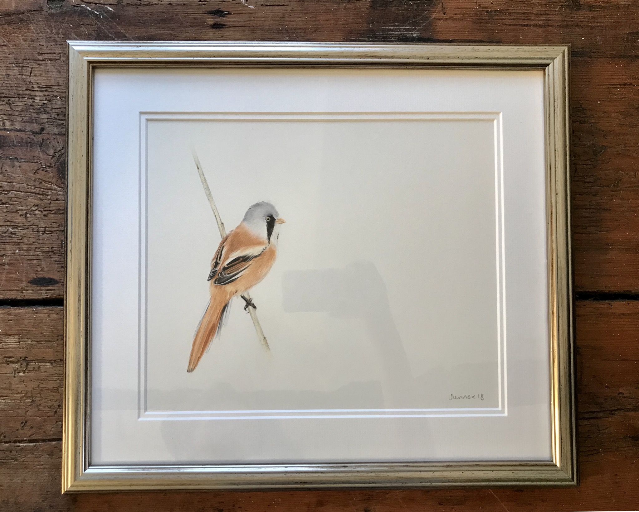 £600 Bearded Tit Study