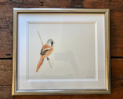 SOLD Bearded Tit Study