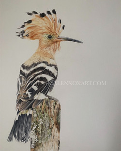 SOLD Hoopoe Study