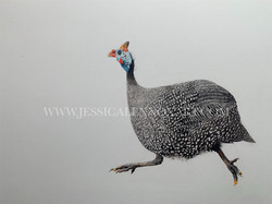 SOLD Meep Meep!