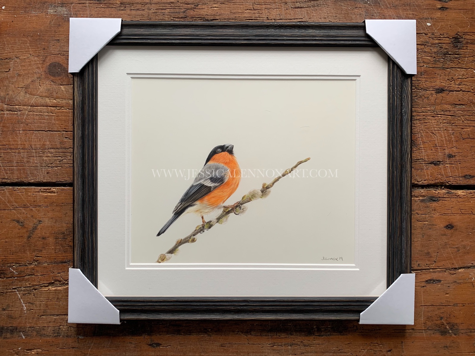 SOLD Bullfinch Study