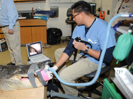 La medicina de animales de zoológicos y acuarios en América Latina: ¿Dónde se encuentra y hacia dónd