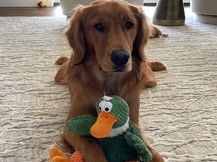 Golden Retriever with a toy