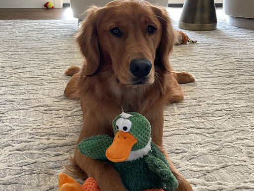 Golden Retriever with a toy