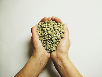 Raw green coffee beans