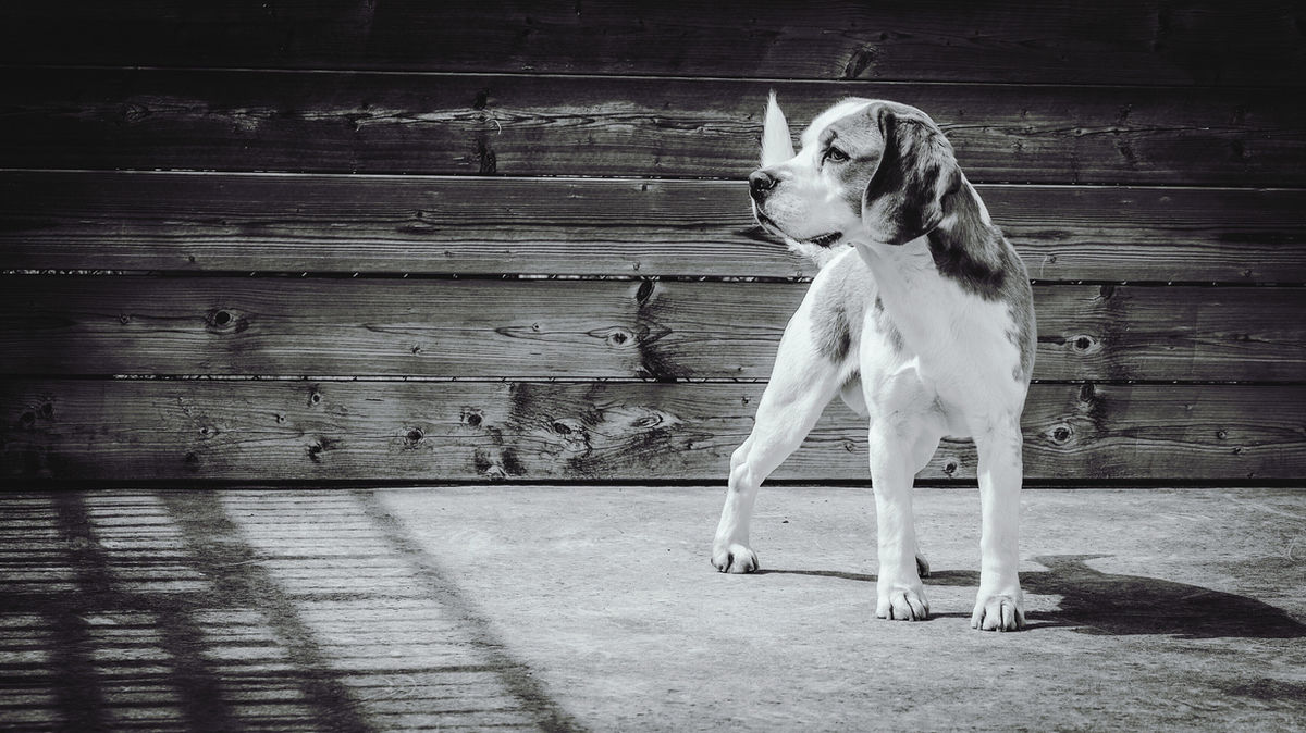 Portland Veterinary Clinic