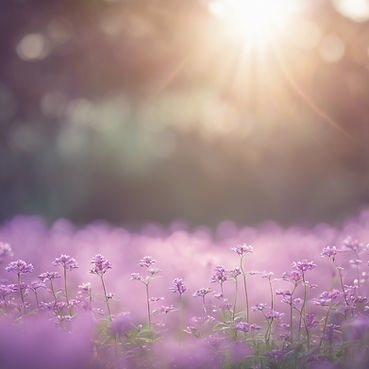 soft sunlight in light purple flowers field.jpg