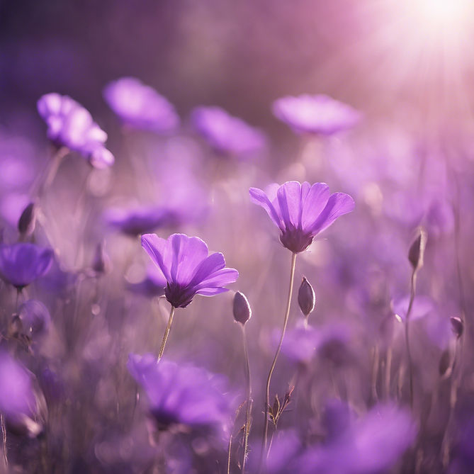 tranquility with a sense of happiness and optimism, sunlight in light purple shades.jpg