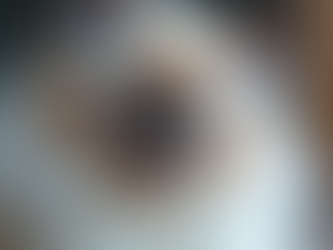 Exploring the Unique Traits of Ragdoll Cats