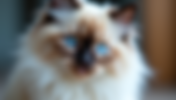 Exploring the Unique Traits of Ragdoll Cats