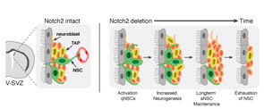 Notch2 Signaling Maintains NSC Quiescence in the Murine Ventricular-Subventricular Zone
