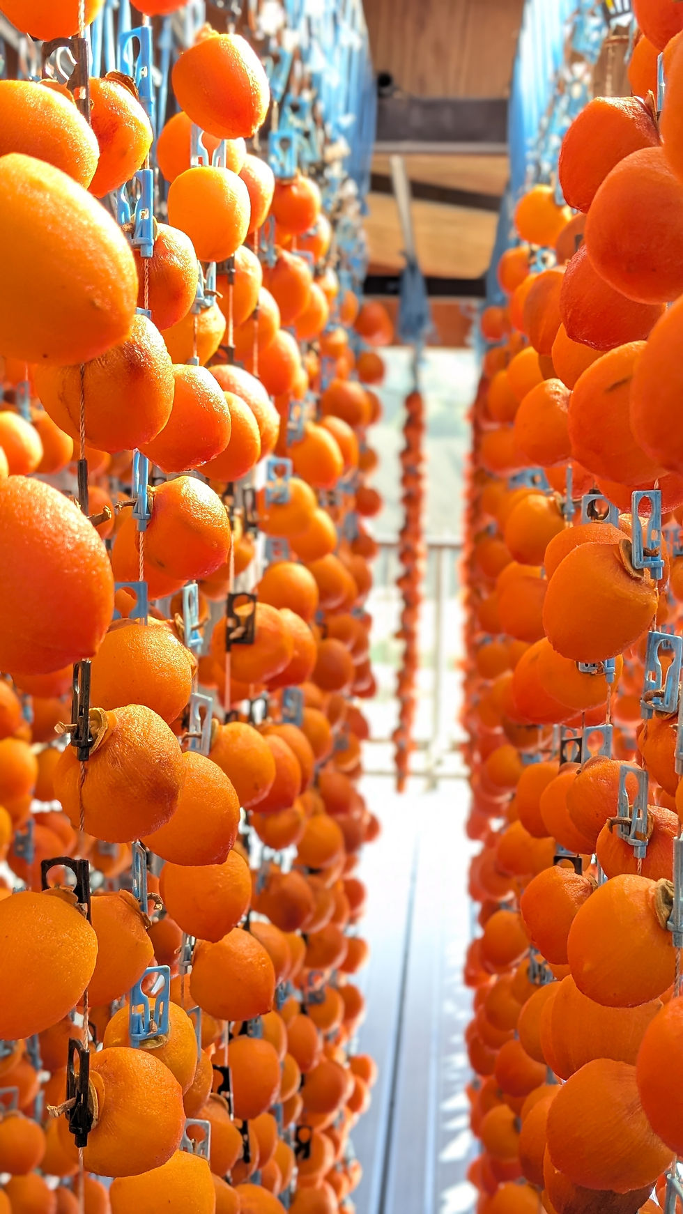 Ichida Persimmons — A Winter Treasure from Southern Nagano