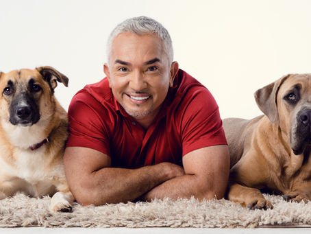 SFATIAMO: LE 10 CRITICHE (ERRATE) PIU’ FREQUENTEMENTE FATTE A CESAR MILLAN