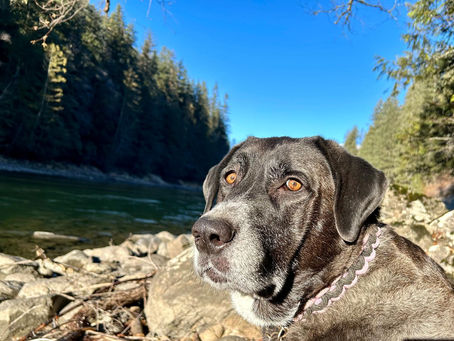 The calming effect a dog can have. My Dog Nya by the water.