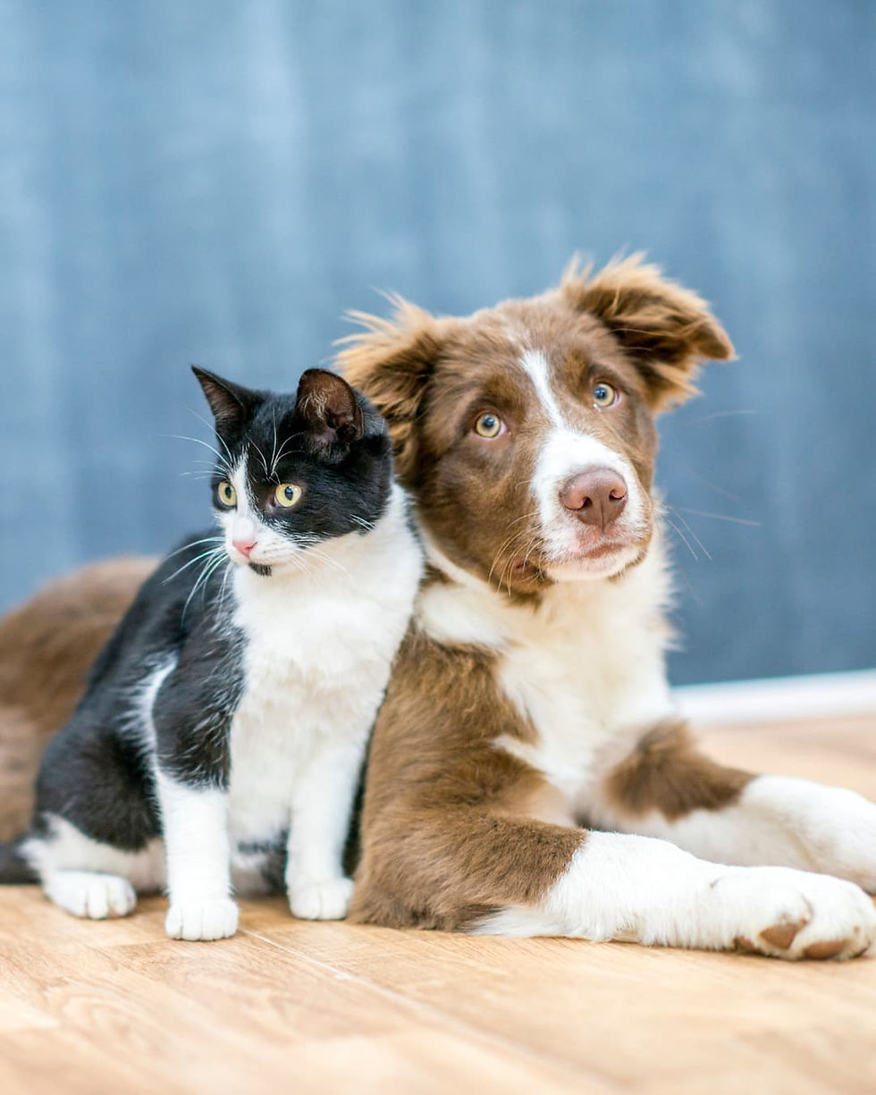 A black and white cat and a brown and white dog rest together on a wooden floor. Both look relaxed, set against a soft blue background.