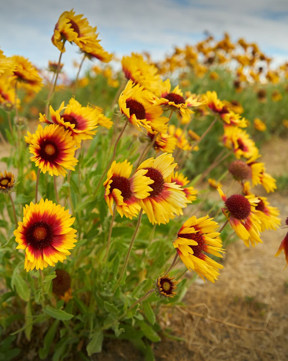 Vibrant yellow and red flowers bloom in a field under a cloudy sky, creating a cheerful and lively scene.