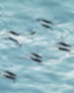 Water striders gliding on a rippling blue water surface, reflecting sunlight. The scene is calm with a serene atmosphere.