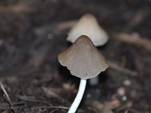 Types of Fungus That Grows in Mulch: Causes and Solutions