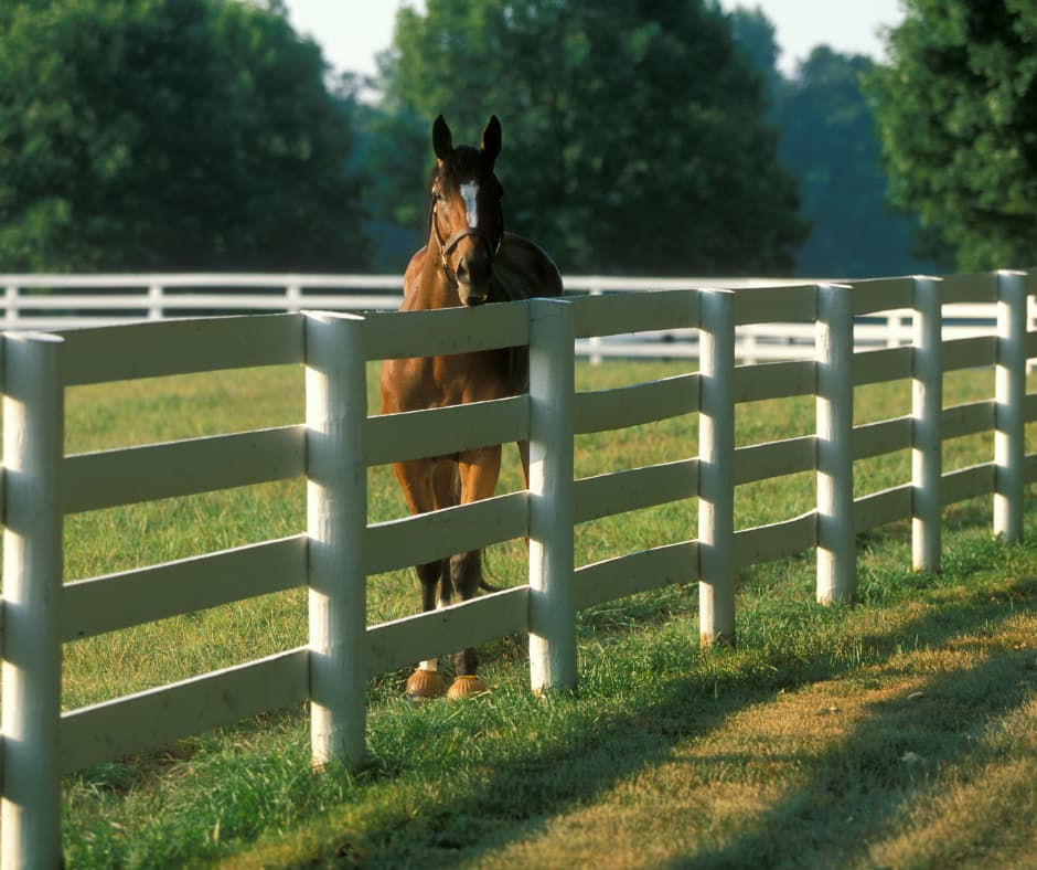 A horse stands behind a white fence in a lush green pasture, with trees in the background. The scene is peaceful and bathed in soft sunlight.