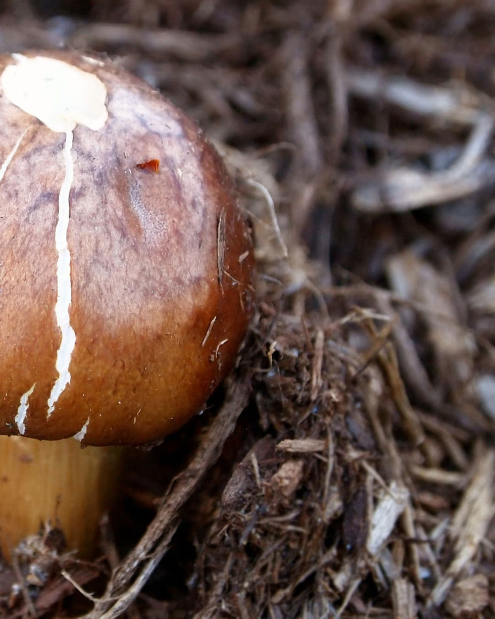 Close-up of a brown mushroom with a white streak, nestled in dark, textured mulch. Natural and earthy mood.