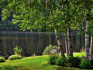 Birch trees by a serene lake, surrounded by green grass and colorful flowers. The peaceful atmosphere and reflections create a tranquil mood.