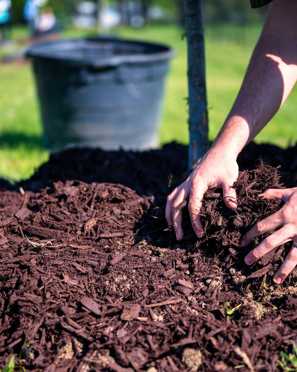 Hands spreading mulch around a tree in a sunny garden. A black container is in the blurred background, creating a peaceful, earthy scene.