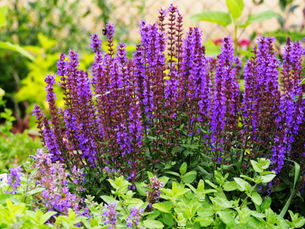 Purple and pink flowers bloom vibrantly in a lush, green garden. A soft, blurred background creates a serene, natural setting.